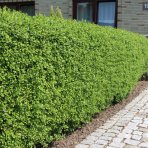 Vtáčí zob obyčajný (Ligustrum Vulgare) ´ATROVIRENS´ - výška 40-60 cm, kont. C2L